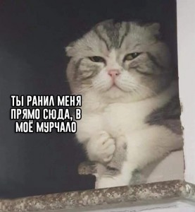 Создать мем: мем милый котик, смешные кошки, кот смешной
