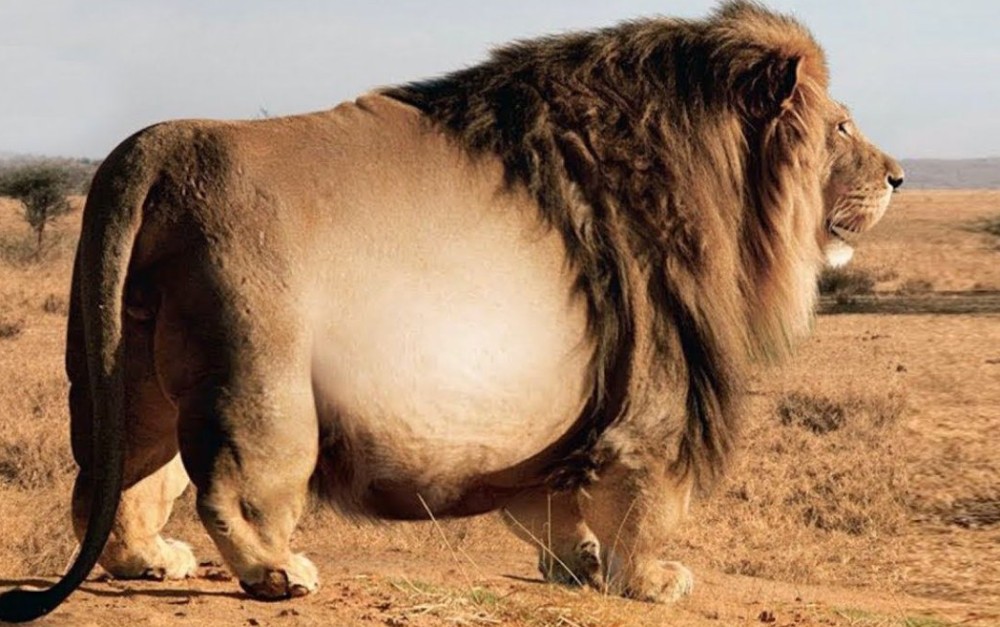 Создать мем: big lion, большой лев, толстые животные
