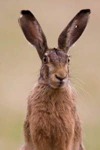Create meme: animals Bunny, brown hare, hare