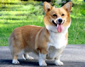 Create meme: Corgi