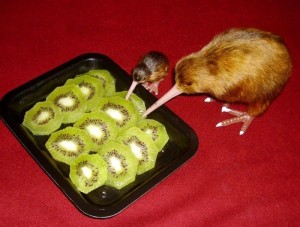 Create meme: fruit kiwi, kiwi eat kiwi fruit, kiwi bird