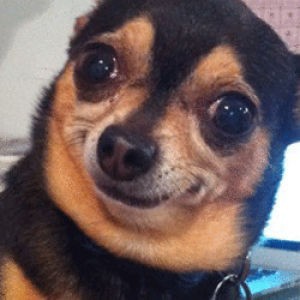 Create meme: dogs are cute, Chihuahua meme, dog funny