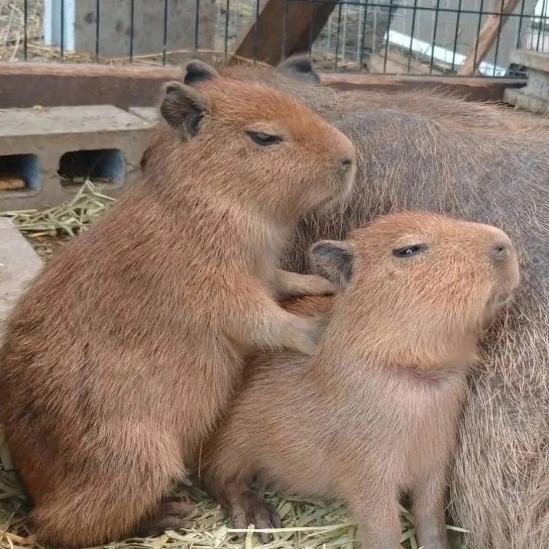 Create meme: little capybara, capybara guinea pig, rodent capybara