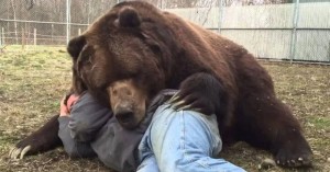 Create meme: a huge bear, grizzly bear