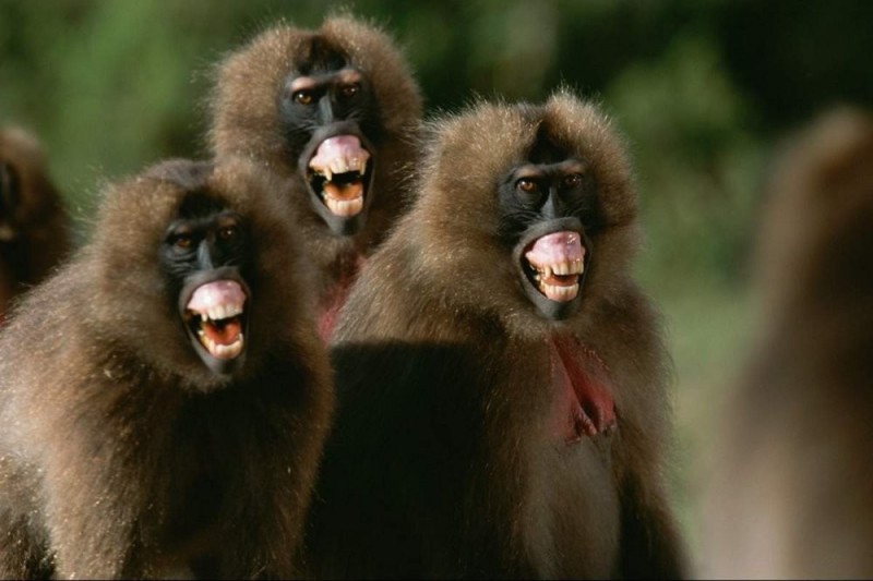 Create meme: baboon cleve, baboon , monkey mandrill are dangerous