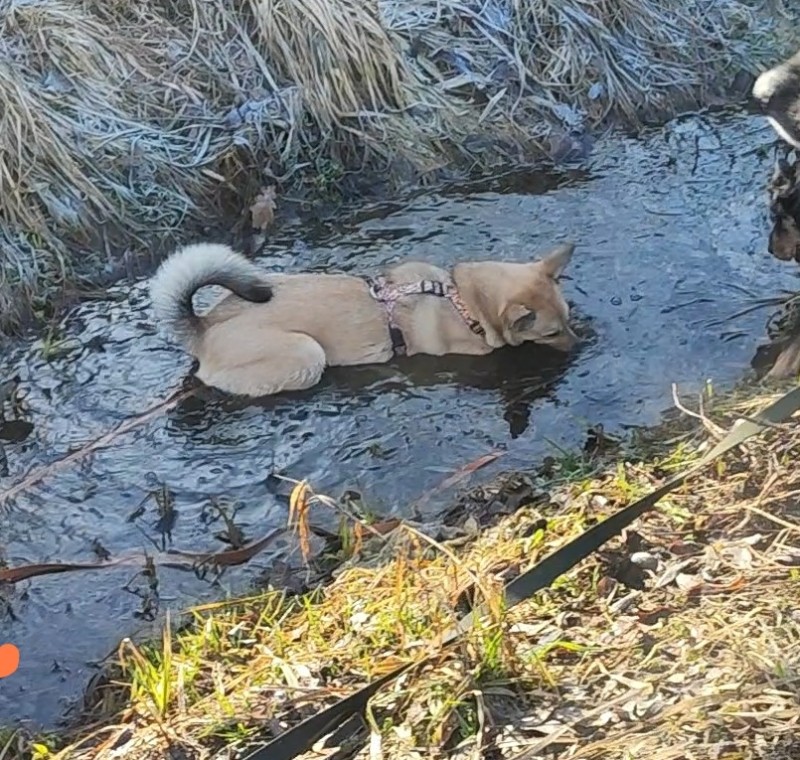 Создать мем: собачки, лайка зсл, собака