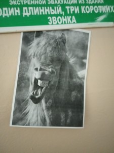 Создать мем: арт обезьяна горилла, Портрет, улыбка лошади