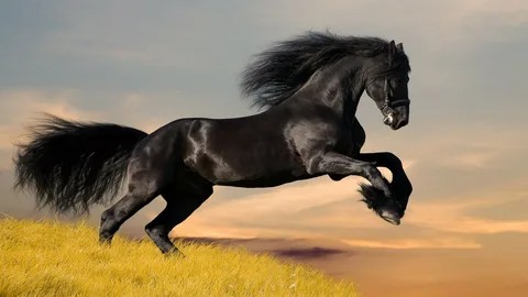 Create meme: black mustang horse, black horse , The black stallion