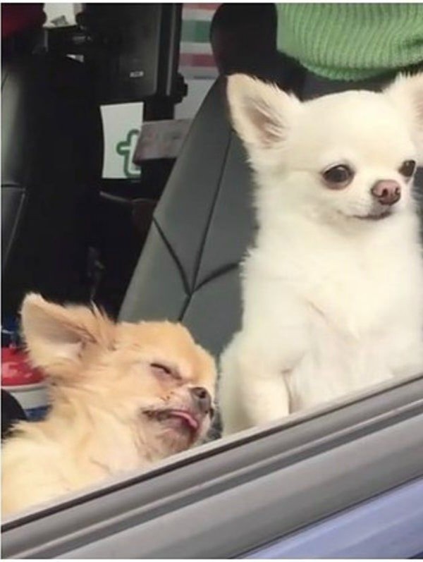 Create meme: chihuahua in the car joke, funny Chihuahua, Chihuahua memes