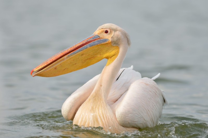 Create meme: pink pelican, Pelican , white pelican