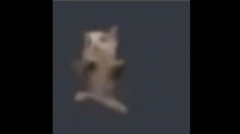 Create meme: the cat dances to the music, cat flexit, the dancing cat