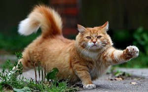 Создать мем: котэ, сколько кот отходит от наркоза после кастрации, ginger cat