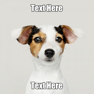 Create meme: Russell Terrier, dog Jack Russell Terrier, Jack Russell