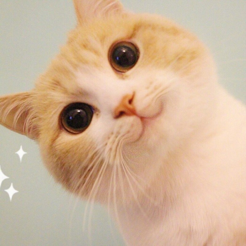 Create meme: cute cats , meme cat , a cat with pink cheeks