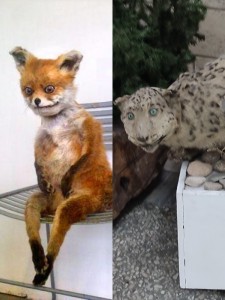 Create meme: meme stoned Fox, a stuffed Fox, stoned Fox