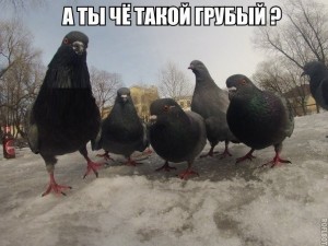 Create meme: meme pigeon, dove Semyon is, dove Gopnik