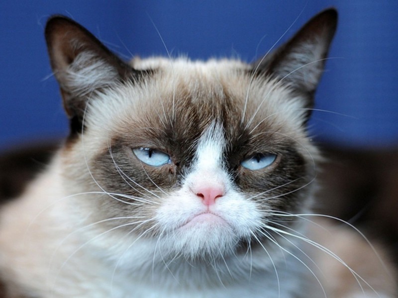 Create meme: angry cat , cat , the cat is gloomy