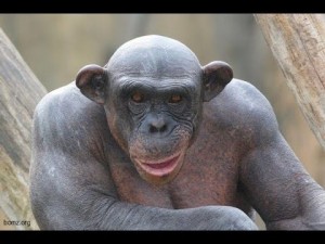 Create meme: monkey, primates, chimpanzees