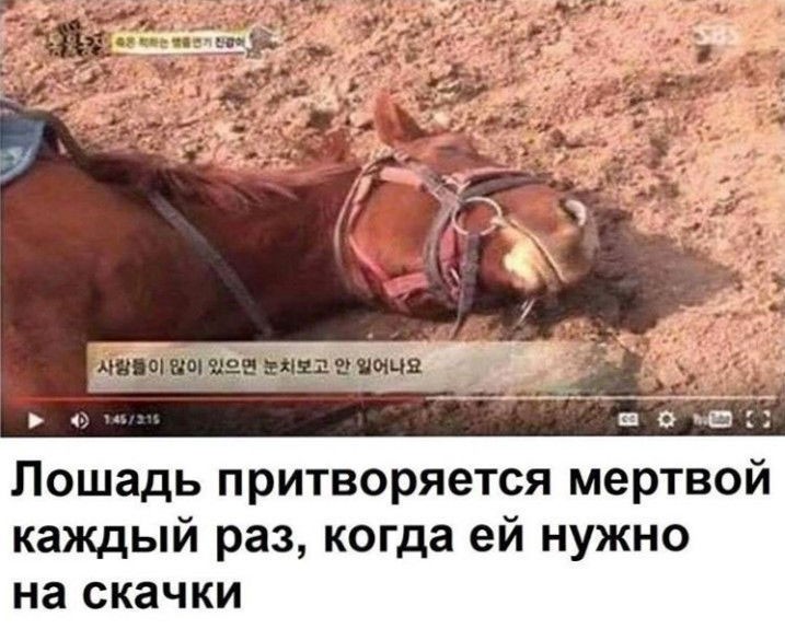 Создать мем: мертвая лошадь, лошадь прикидывается мертвой, лошадь притворяется мертвой когда ей нужно на скачки