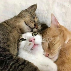 Создать мем: кот и кошка, картинки про любовь прикольные коты, любимые кошки
