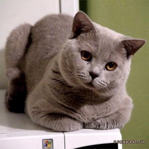 Create meme: cat, cat breeds, what breed of cats