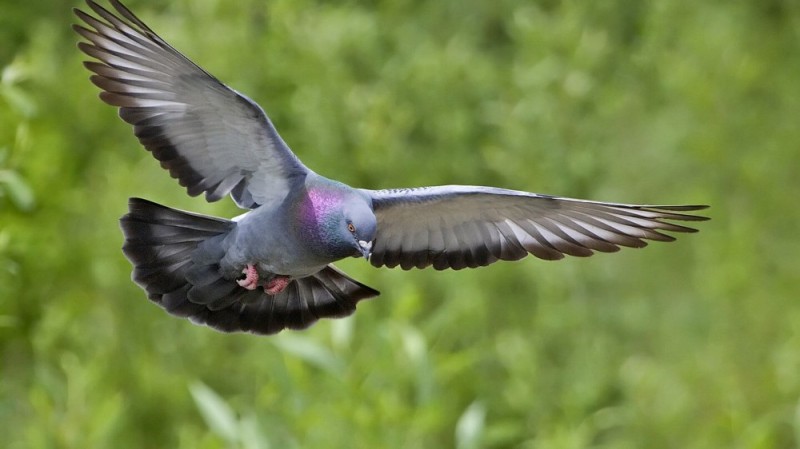 Create meme: pigeon in flight, pigeons birds, wild pigeon 