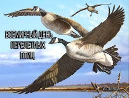 Create meme: The flying goose, World Day of Migratory Birds, goose in flight