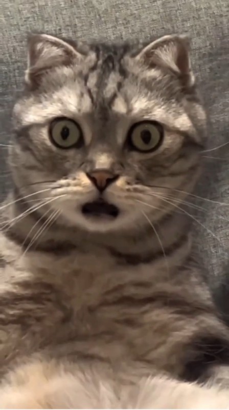 Create meme: shocked cat, cat , cat 