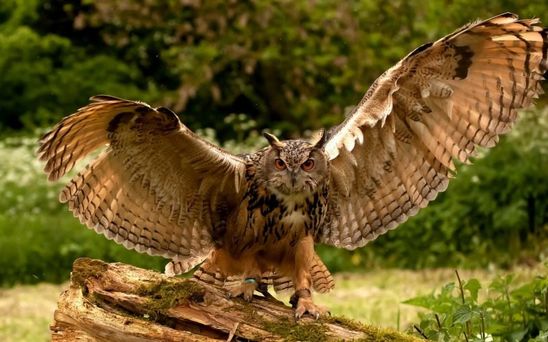Create meme: owl with open wings, bird owl, owl 