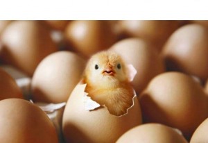 Создать мем: яйцо цыпленок, инкубационное яйцо фото, вылупившийся цыпленок картинки