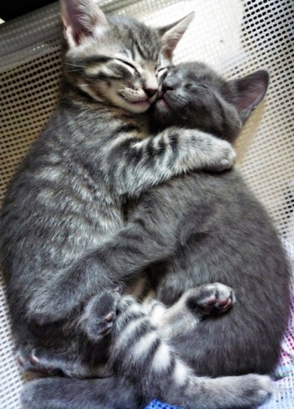 Create meme: cats hug and kiss, kittens huddle together, sleeping kitten