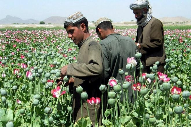 Create meme: Afghanistan, opium poppy heroin afghanistan, poppy fields in afghanistan
