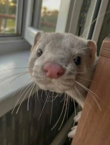 Create meme: home ferret