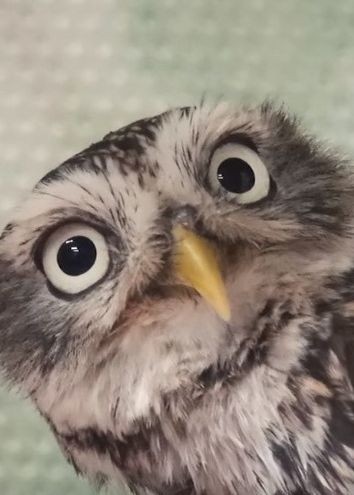 Создать мем: hoot owl, owl, сова с дергающимся глазом