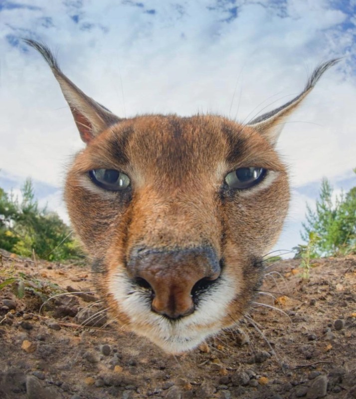 Создать мем: кот каракал, кошка каракал, каракал