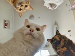 Создать мем: кошка мем, кот, мемы с наташей и котами