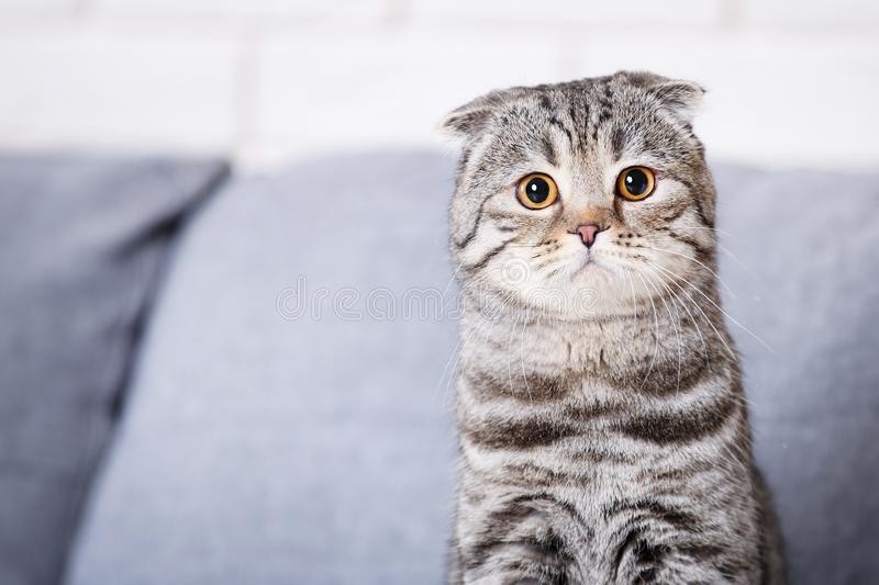 Create meme: Scottish fold cat, cat Scottish fold, lop-eared Scottish fold