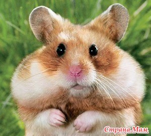 Create meme: pictures of funny hamsters, hamster big cheeks photos, hamsters pictures stuffed cheeks