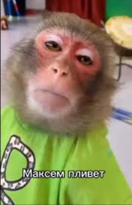 Create meme: happy monkey, monkey remember, monkey 