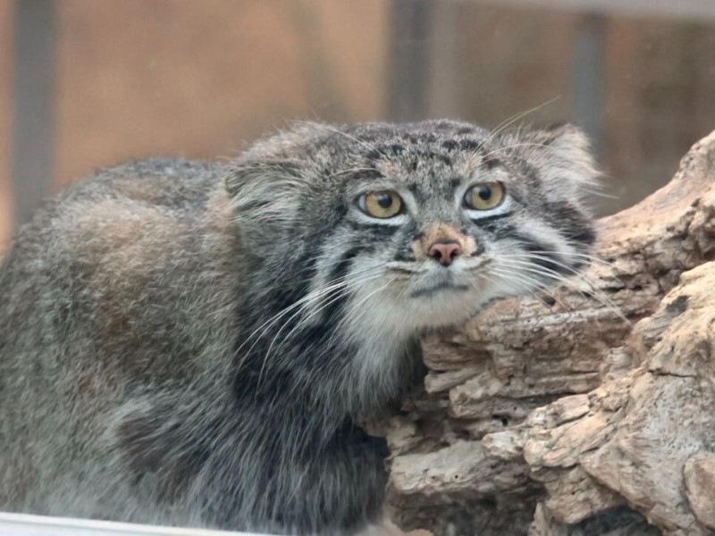 Create meme: wild cat manul, manul the cat, wild cat manul