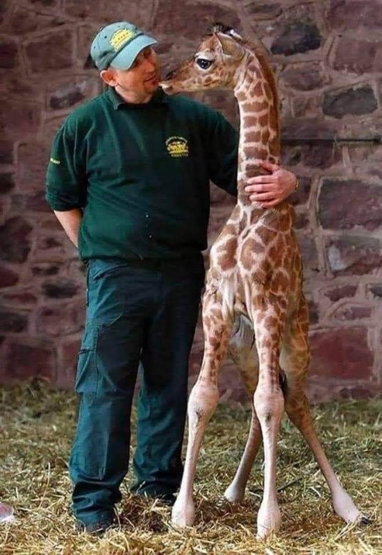 Создать мем: калининград зоопарк жираф, детеныш жирафа, жираф джордж из честерского зоопарка