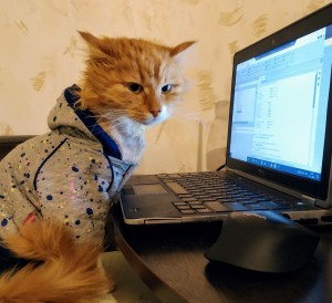 Создать мем: кот юмор, кот за компьютером, кот