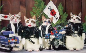 Create meme: cats, cat biker, Cat