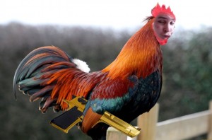 Create meme: 6 cocks, cock picture, rooster English cockerel