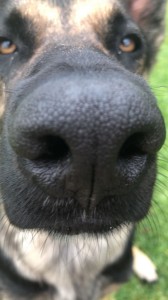 Создать мем: немецкая овчарка морда, макросъемка собачий нос, собака овчарка немецкая злая