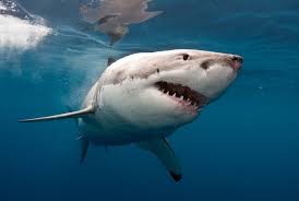 Create meme: shark, great white shark