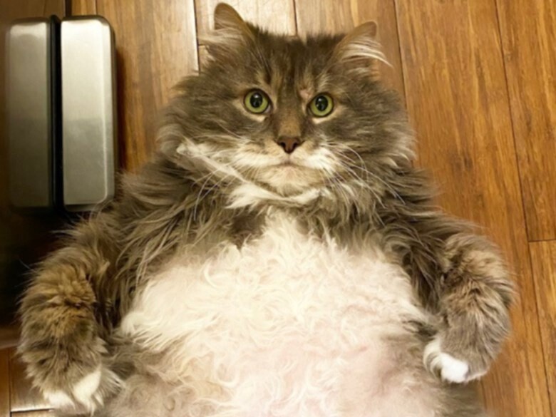 Create meme: fat cats , fat cat, a very fat cat 