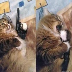 Создать мем: мем кот, кот с пистолетом, кот с пистолетом мем