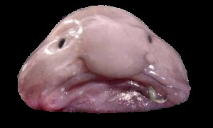 Create meme: ugly, the ugliest creature, damla balığı