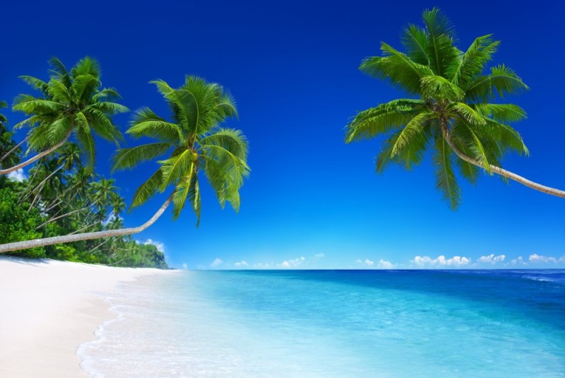 Create meme: sea sun palm trees, tropical beach, sea beach palm trees